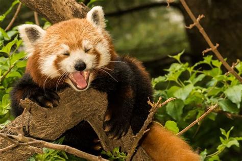 Can You Have A Red Panda As A Pet In Florida Times Were Good Webcast