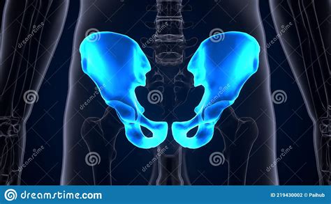 Human Skeleton Hip Or Pelvic Bone Anatomy 3d Illustration Stock Illustration Illustration Of