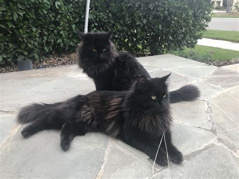 Everything You Need To Know About Black Ragdoll Cats
