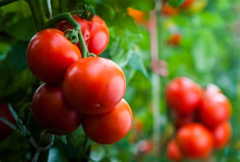 All About The Better Bush Tomato Minneopa Orchards