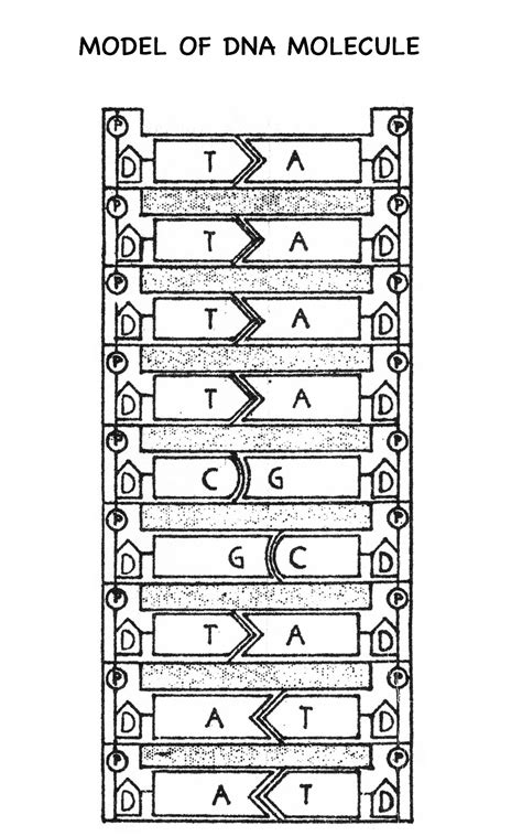 List the 3 basic steps of dna replication: 13 Best Images of 12.2 The Structure Of DNA Worksheet ...