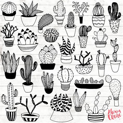 Potted Cactus Drawing At Getdrawings Free Download
