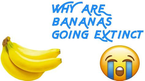 Why Are Bananas Going Extinct Youtube