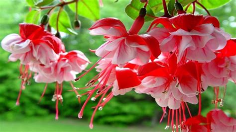 Fuchsia Spring Flowers With Red And Pink Color Hd