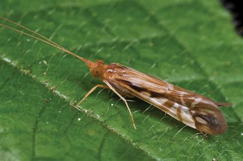 Characteristics Of Caddis Flies And Their Importance To Freshwater