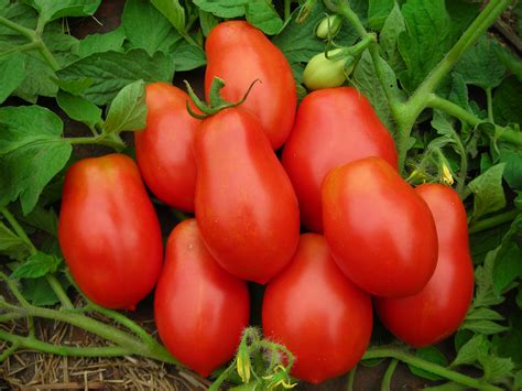Roma Vf Virginia Select Paste Tomato