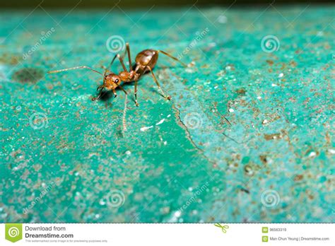 Red Ant Stock Image Image Of Communication Communicate 96563319