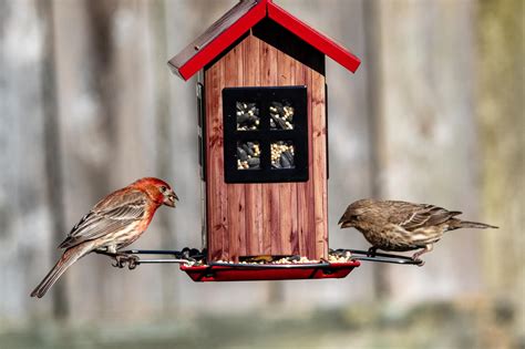 Best Of The Best Bird Feeders In 2023 Top 5 Products Most Recommended