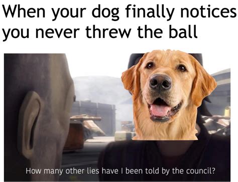 Dog How Many Other Lies Have I Been Told By The Council Know Your Meme