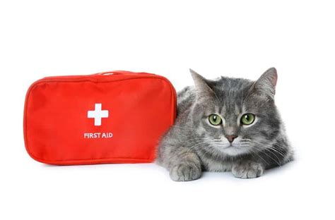 21 Essential Items For Your Cat First Aid Kit • Kittycatgo