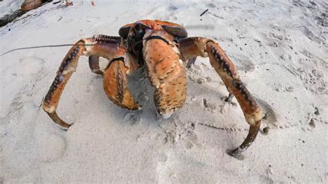 The Search For The Worlds Largest Crab The Giant Coconut Crab