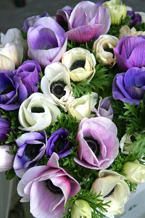 Full sun or partial shade; Anemones | Spring flowering bulbs, Flower farm, Anemone