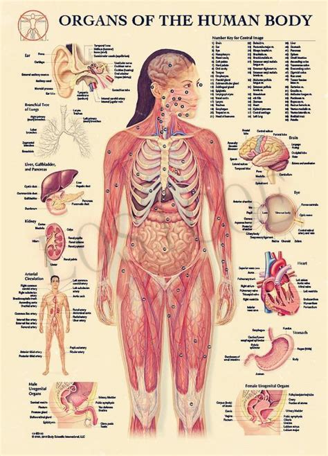 2020 Organs Of The Human Body System Posters Wall Stickers Home Decor