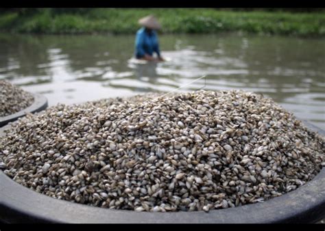 Sometimes, plane is not directly go to kupang. Mengenal Lontong Kupang, Makanan Khas Jawa Timur