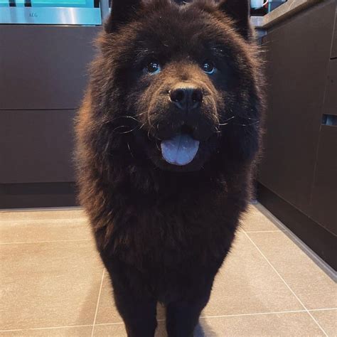 Black Chow Chows Cute Face With Tongue Out