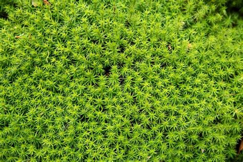 Green Moss Background Polytrichum Formosum Stock Photo By ©susazoom