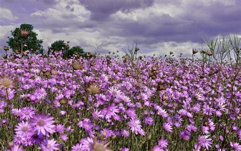 Purple Flower Field Hd Wallpaper Background Image 1920x1200