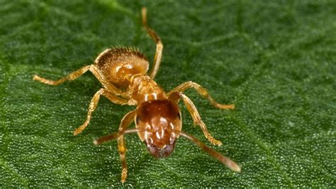Um ameisen den weg ins haus zu versperren, können fugen und ritzen mit silikon abgedichtet werden. Ameisen im Garten und Rasen bekämpfen und vertreiben