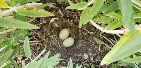 Mallard Duck Left Nest Thriftyfun