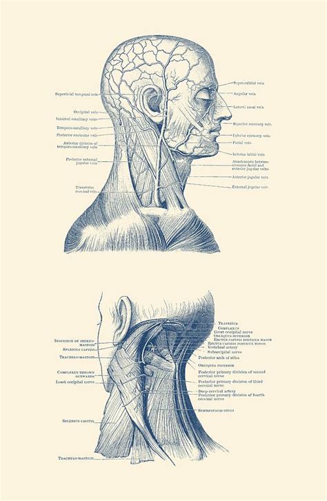 Human Venous And Circulatory Systems Head And Neck Dual View Drawing
