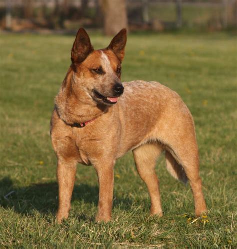 Red Heeler Images Galleries With A Bite