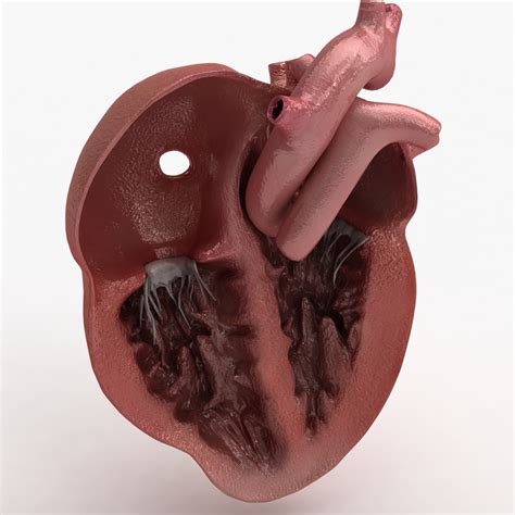 C4d Dugm01 Human Heart