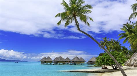 Wallpaper Palm Trees Tropical Summer Paradise Beach Sea Resort