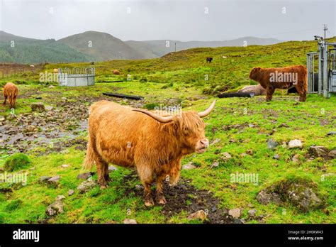 Highland Cows On A Farm Isle Of Skye Scotland Selective Focus Stock
