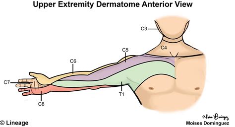 Dermatomes Lower Extremity