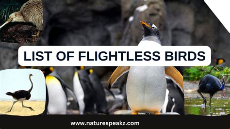 List Of Flightless Birds Nature Speakz