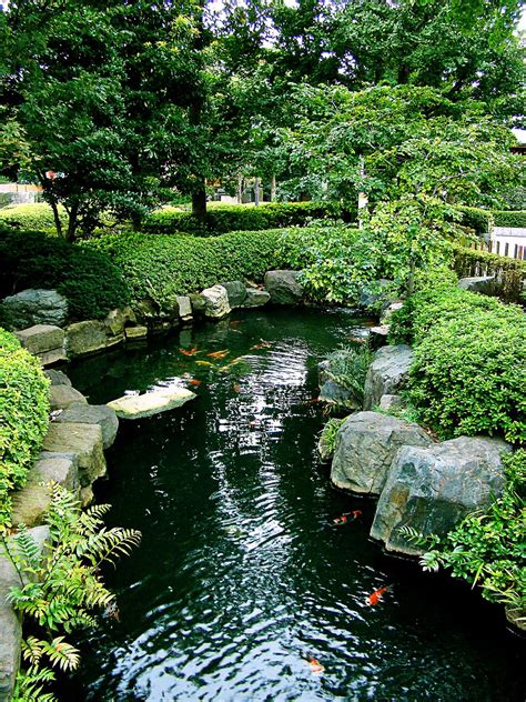 How To Build A Backyard Koi Pond The Garden And Patio Home Guide