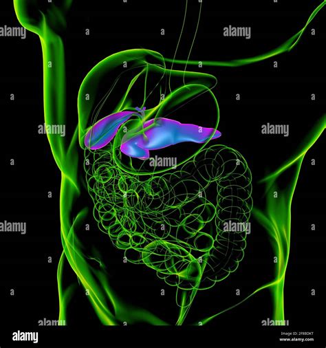 Pancreas Human Digestive System Anatomy For Medical Concept 3d