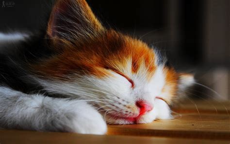 Kitten Sleeping Wallpapers Hd Desktop And Mobile Backgrounds