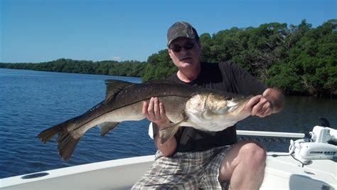 Monster Tampa Bay Snook Fishing Captain Mike Gore