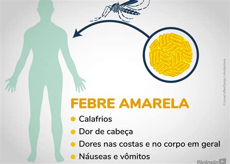 Tanto A Febre Amarela Quanto A Dengue