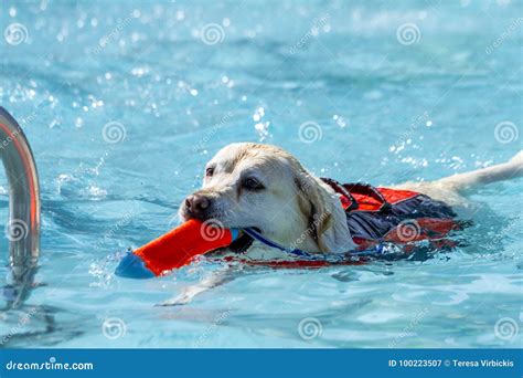 Dogs Playing In Swimming Pool Stock Image Image Of Fetch Fetching