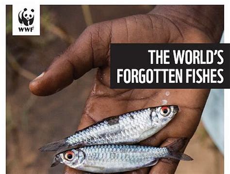 Forgotten Fishes World Fish Migration Foundation
