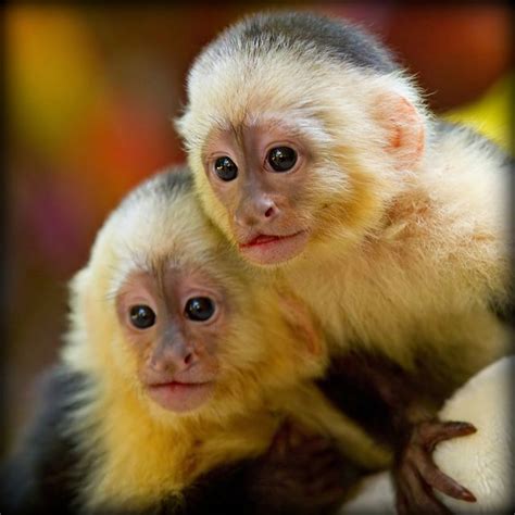 Baby Capuchin Pair Pet Monkey Monkey Pictures Baby Animals