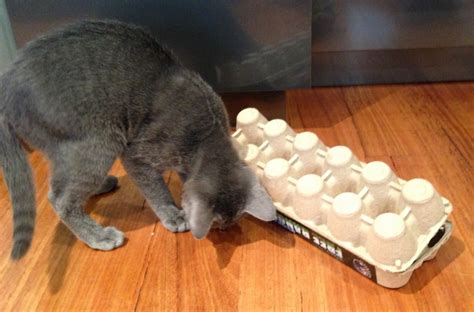Egg Carton Puzzle Box Cat Stuff For Aussies