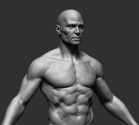 Realistic, detailed and anatomically accurate fully textured human male torso anatomy including the corresponding parts of the body, muscles, skeleton, internal organs and lymphatic systems. Male Anatomy 3d model - CGStudio
