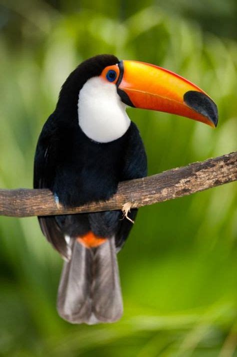 12 Toucan Love Ideas Toucans Pet Birds Beautiful Birds