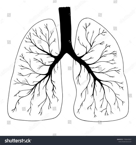 Lungs Clipart Black And White