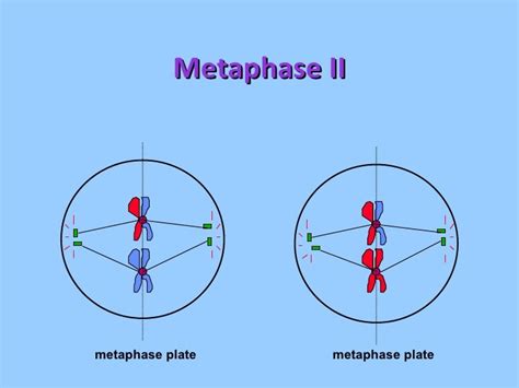 Metaphase 2 Under Microscope Micropedia