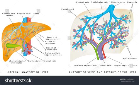 Liver Circulatory System Anatomy Veins Arteries Stock Illustration