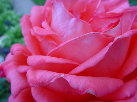 An Even Closer Up Picture Of The Dark Pink Rose Flower Pictures