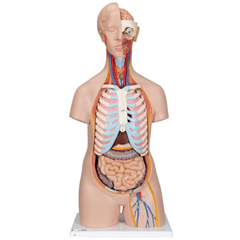 You've got knowledge of anatomy so let's refresh your memory and speak about parts of the body. Human Torso Model | Life-Size Torso Model | Anatomical ...