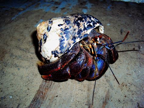 Cool Hermit Crab With Iridescent Legs And A Shell To Match Hermit