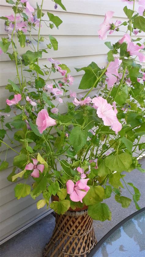 May 28, 2016 · for the plant, the pollinizer, this can be an important mechanism for sexual reproduction, as the pollinator distributes its pollen. Help identifying this pink flowering plant native to ...