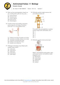 Soal Hots Sistem Gerak Pada Manusia Kelas 11 Beinyu