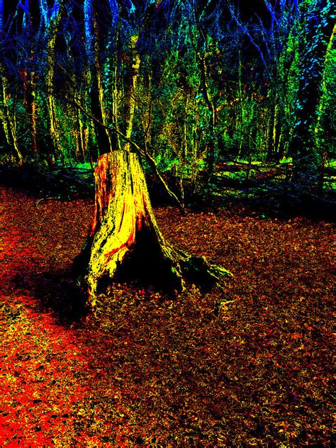 Psychedelic Night Forest Trees In Highgate Wood 352 Photograph By